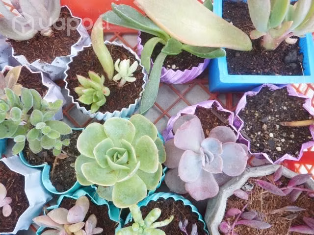 Suculentas de colección a luca - Imagen 4