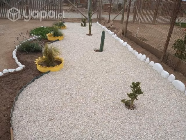 Conchuela por mayor