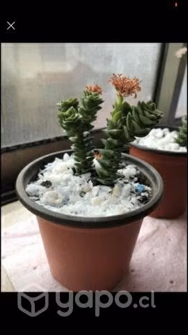 Suculentas