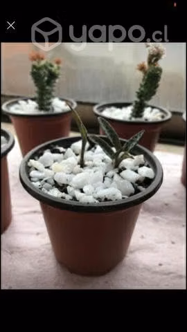 Suculentas