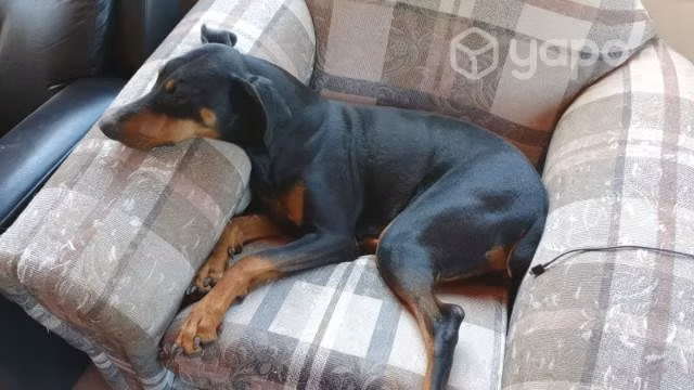 Adopción Doberman