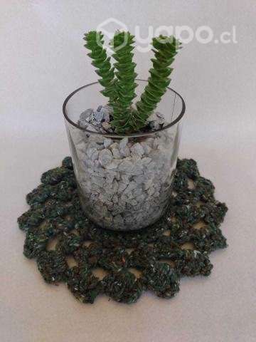 Planta Mistral (Crassula perforata) - Imagen 3