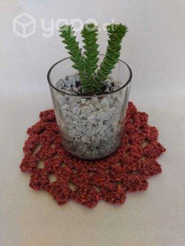 Planta Mistral (Crassula perforata) - Imagen 4