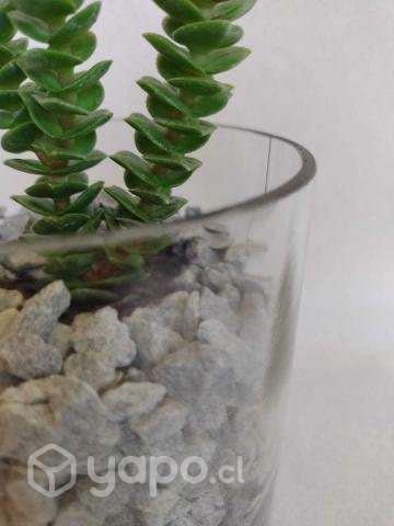 Planta Mistral (Crassula perforata) - Imagen 2