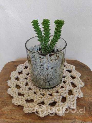 Planta Mistral (Crassula perforata) - Imagen 5