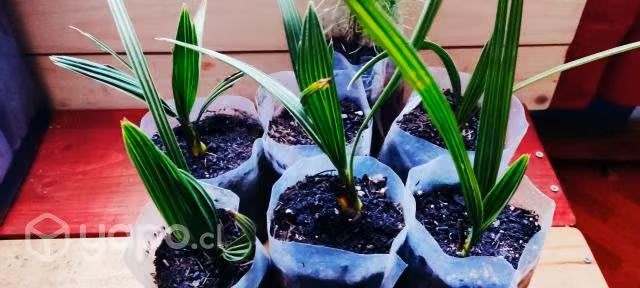 Palmera fhoenix ultimas