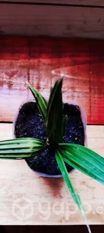 Palmera fhoenix ultimas