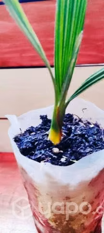 Palmera fhoenix ultimas