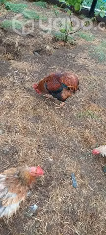 Gallo kollonko - Imagen 2