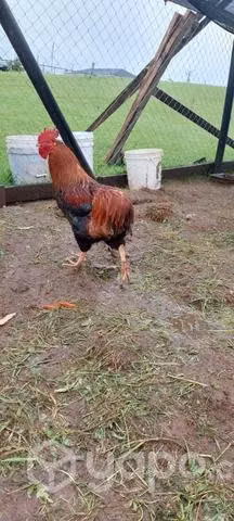 Gallo kollonko