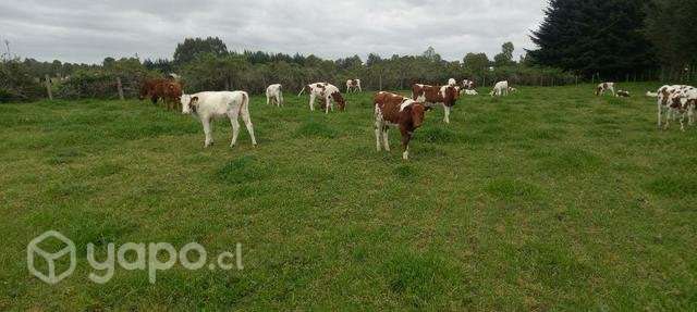 Lindas terneras clavelas - Imagen 3