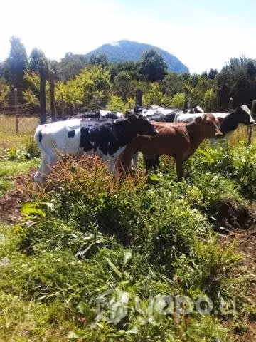 Lote 15
