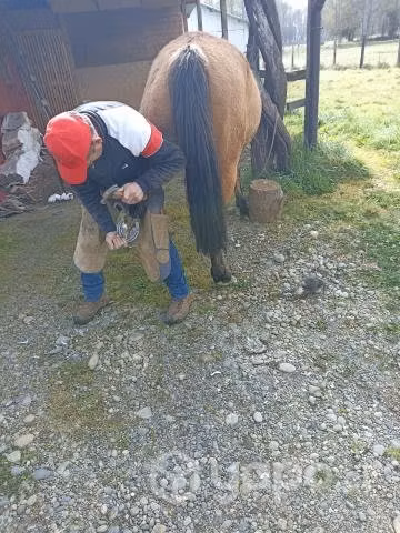 Yegua preñada