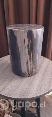 Tronco Petrificado