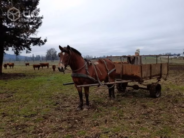 caballo carretonero