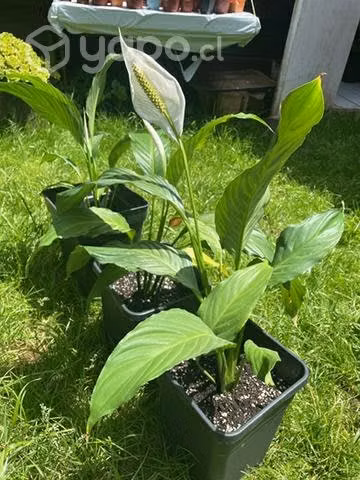 Cuna de Moisés con flor