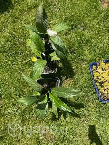Cuna de Moisés con flor