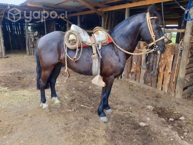 Caballo maestro