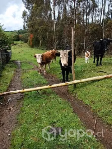 Novillos para amansar