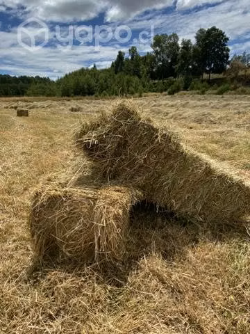 Fardos pasto natural