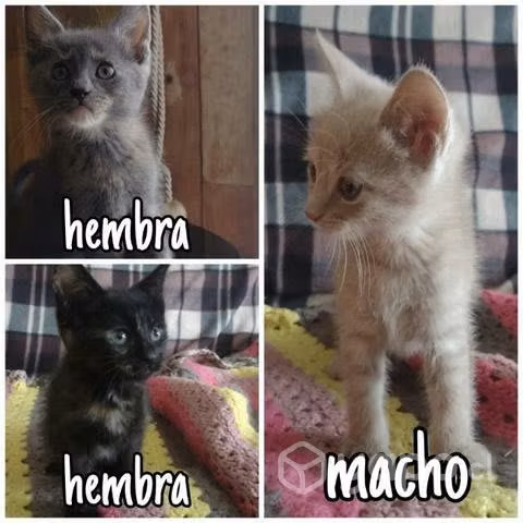 Se regalan gatitos criollos