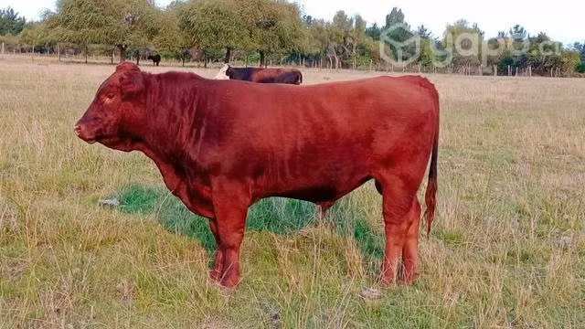 Toro - Imagen 2