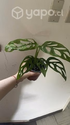 Monstera adansonii