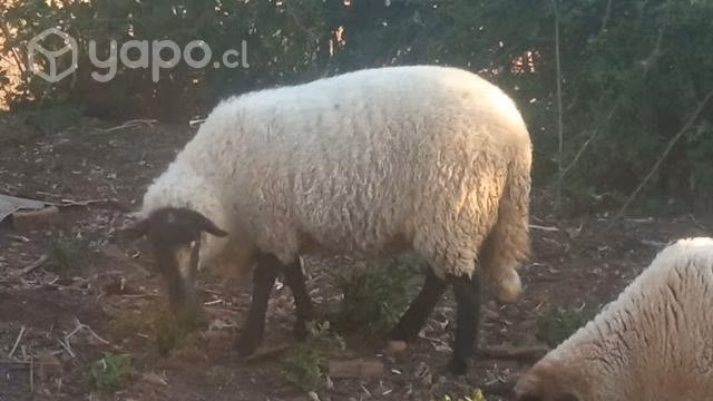 1 cordero y dos borregas