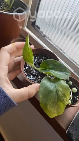 Pothus marble queen