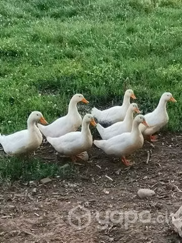 Patos portugueses