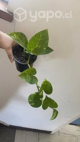 Pothus golden