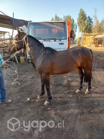 Caballo pichangero 8 años