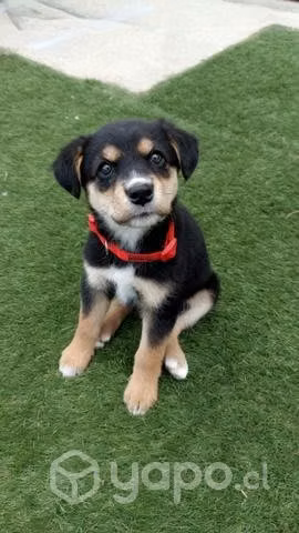 Perrita en adopción