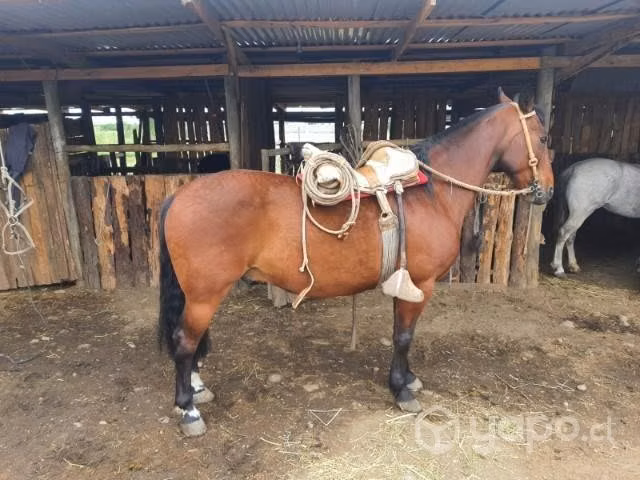caballo