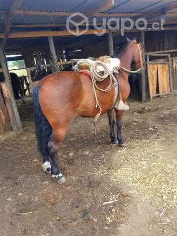 caballo - Imagen 4