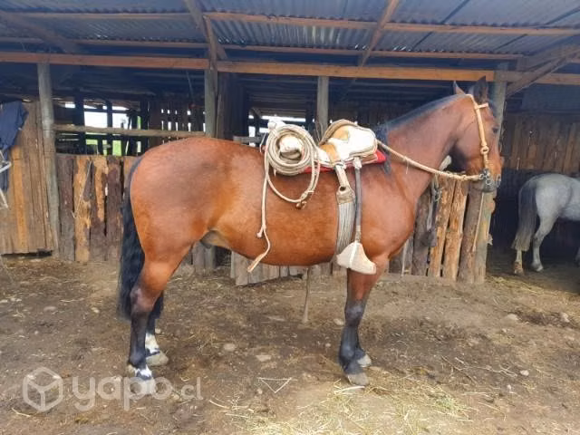 caballo - Imagen 3