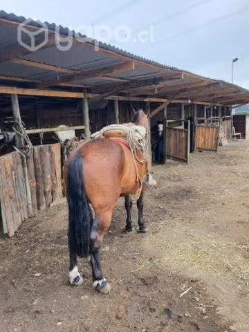 caballo - Imagen 5