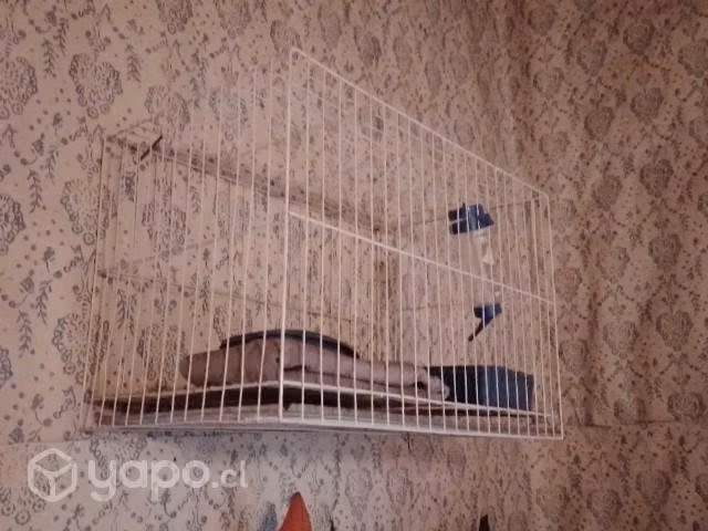 Jaula para mascota pequeña
