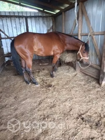 Caballo