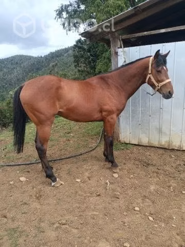 Caballo - Imagen 5