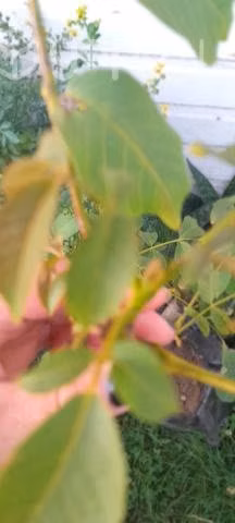 Árboles frutales