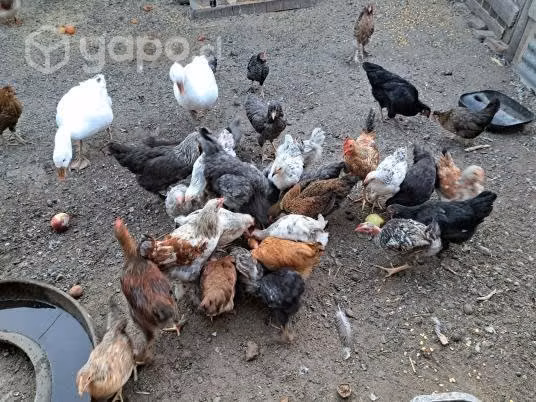 Lote de pollos - Imagen 3