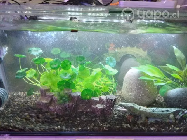 Acuario completo con peces incluidos