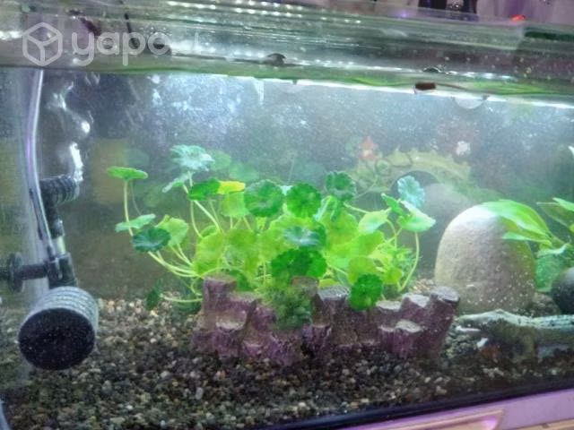Acuario completo con peces incluidos