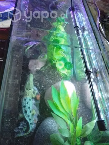 Acuario completo con peces incluidos