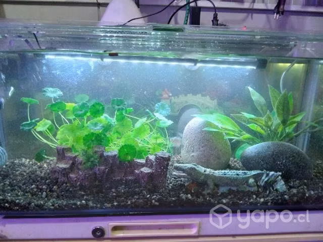 Acuario completo con peces incluidos