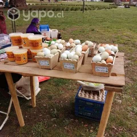 La gallina libre