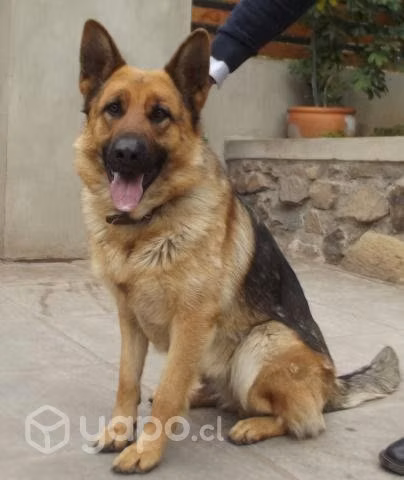 Busco Perro Pastor Alemán Inscrito Para Cruza