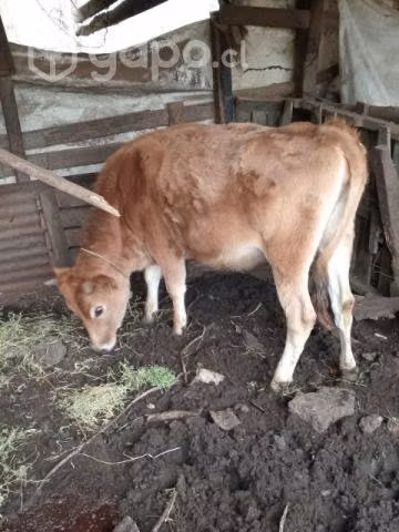 Vacas lecheras - Imagen 6