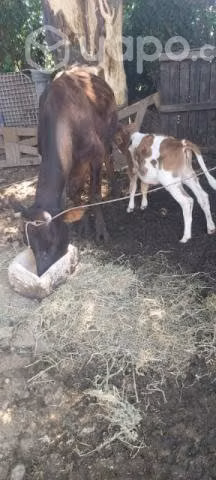 Vacas lecheras - Imagen 3